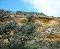 The Ngaut Ngaut site, 23 August 2010. Photograph by Amy Roberts.