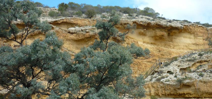Ngaut Ngaut Devon Downs Archaeology Mannum Aboriginal Community South Australia