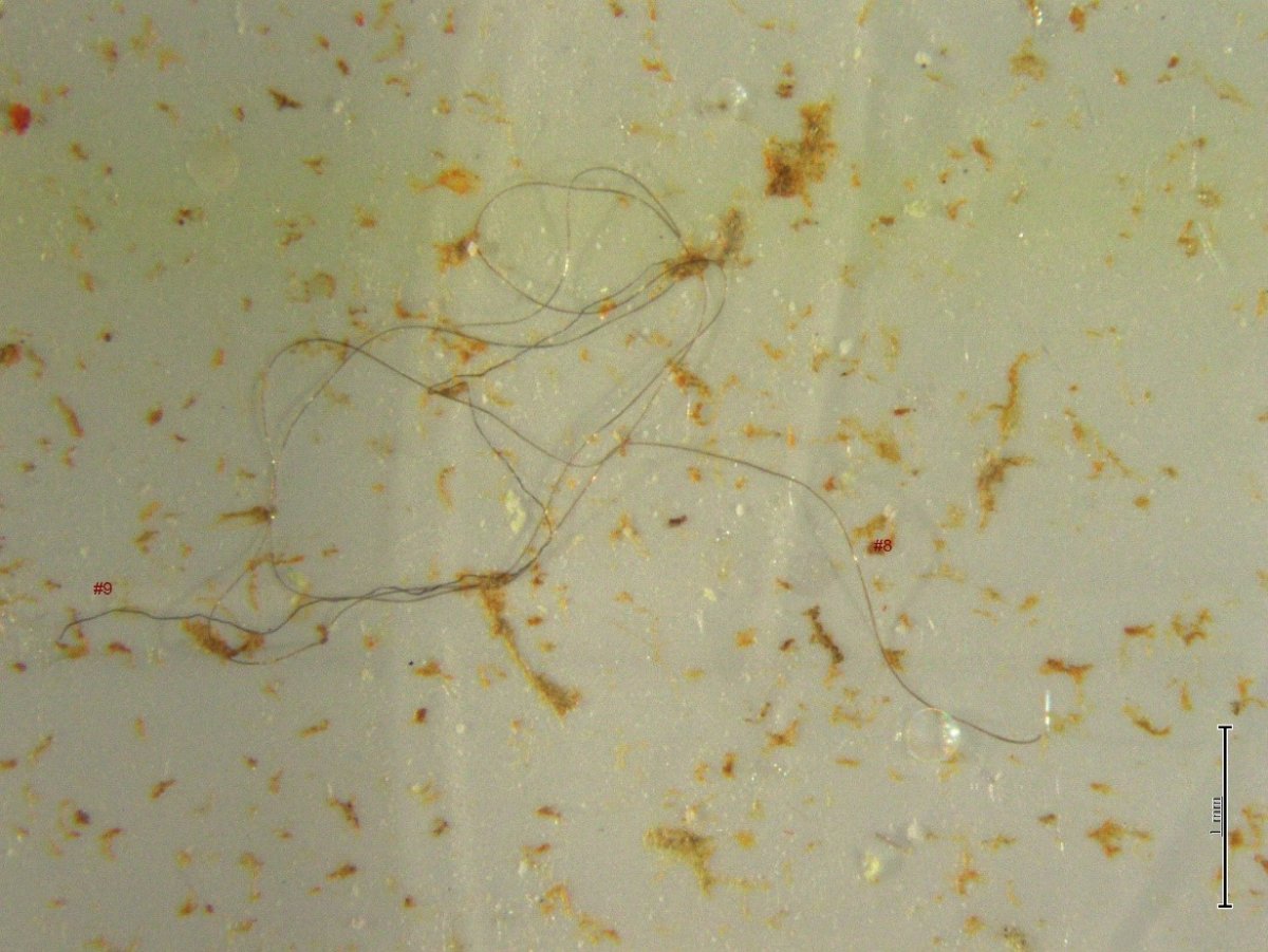 microplastic bits on surface, with strands of hair