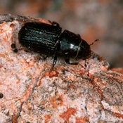 Pine Beetle
