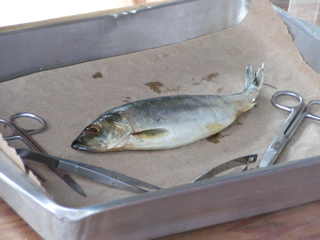Herring