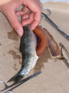 Female with eggs (siliver is swim bladder)