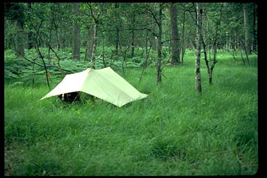 The forest near
	Fontainbleau
