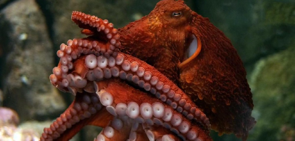 a red octopus underwater