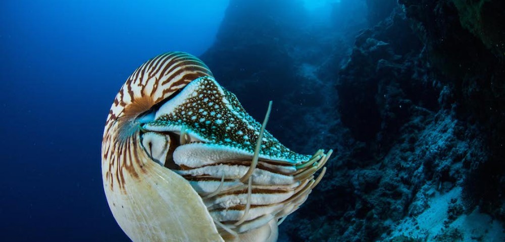 a nautilus underwater