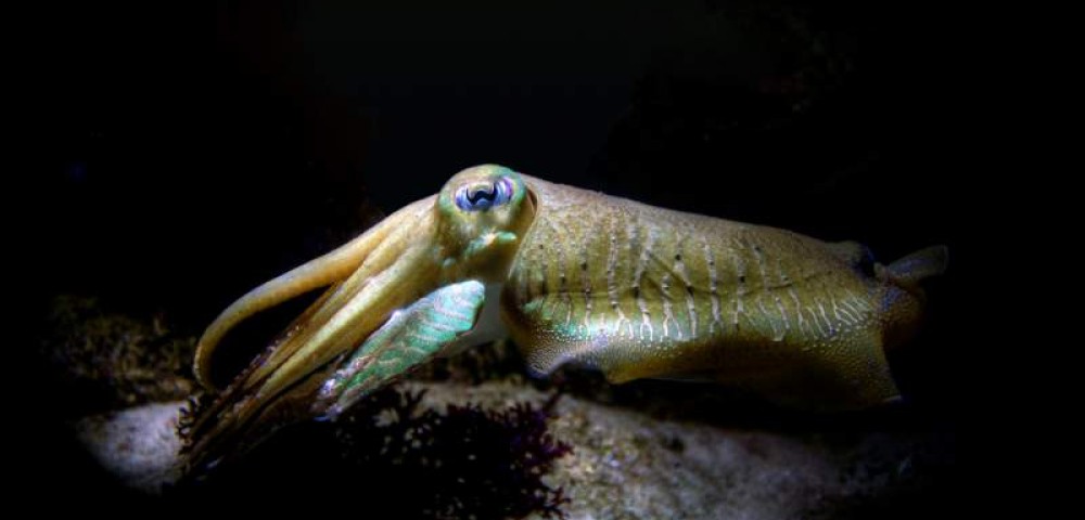 a cuttlefish underwater