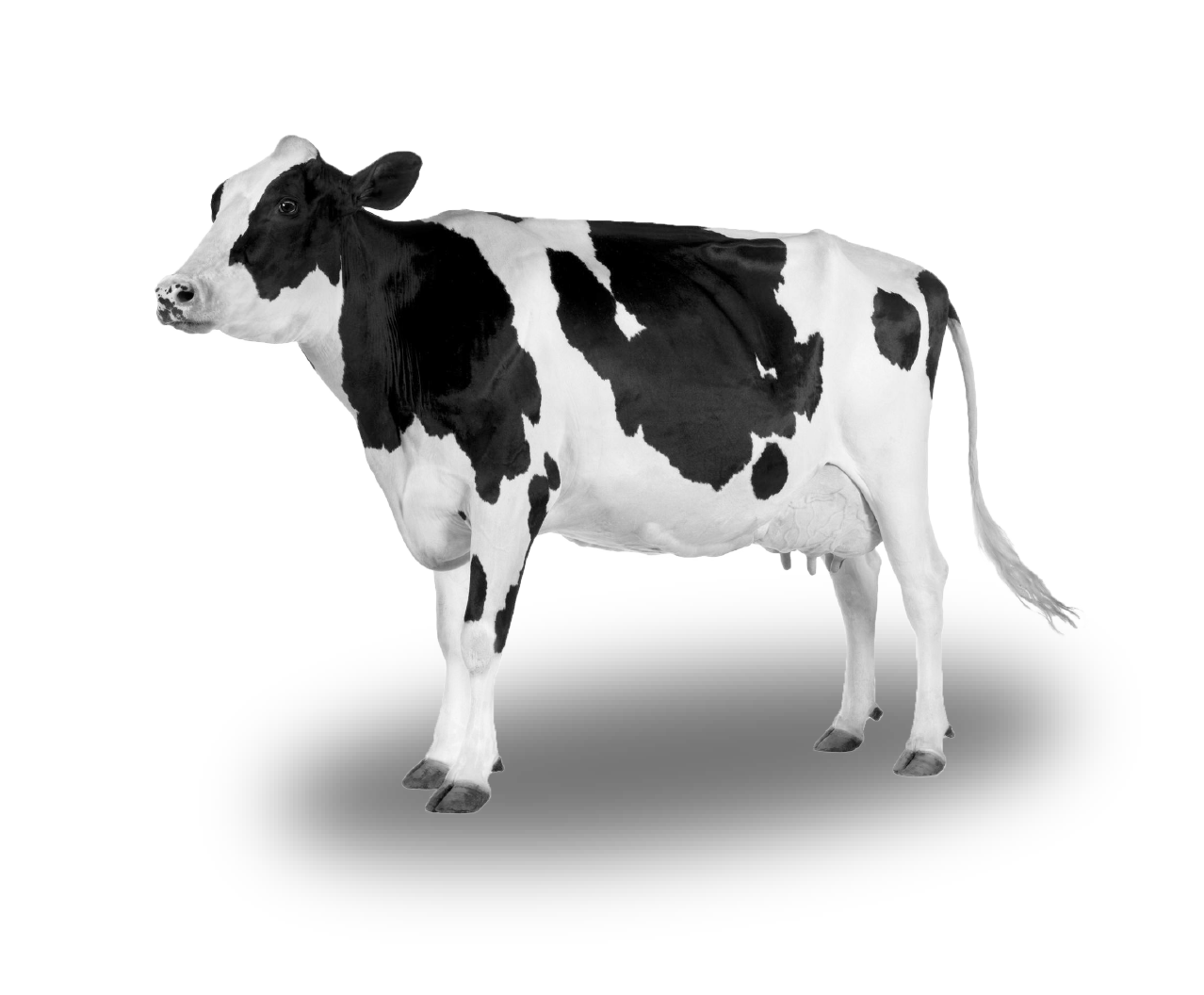 Female Cow