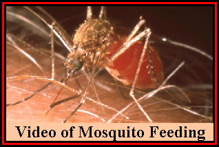 Video of Mosquito Feeding