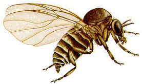 blackfly picture