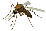 Picture of Computer Generated Mosquito