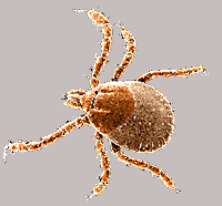 Picture of Immature Tick