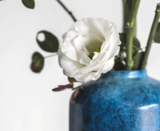 a closeup of a blue vase with white flowers in it