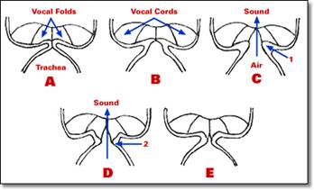 Chaos in Vocal Cord Vibration