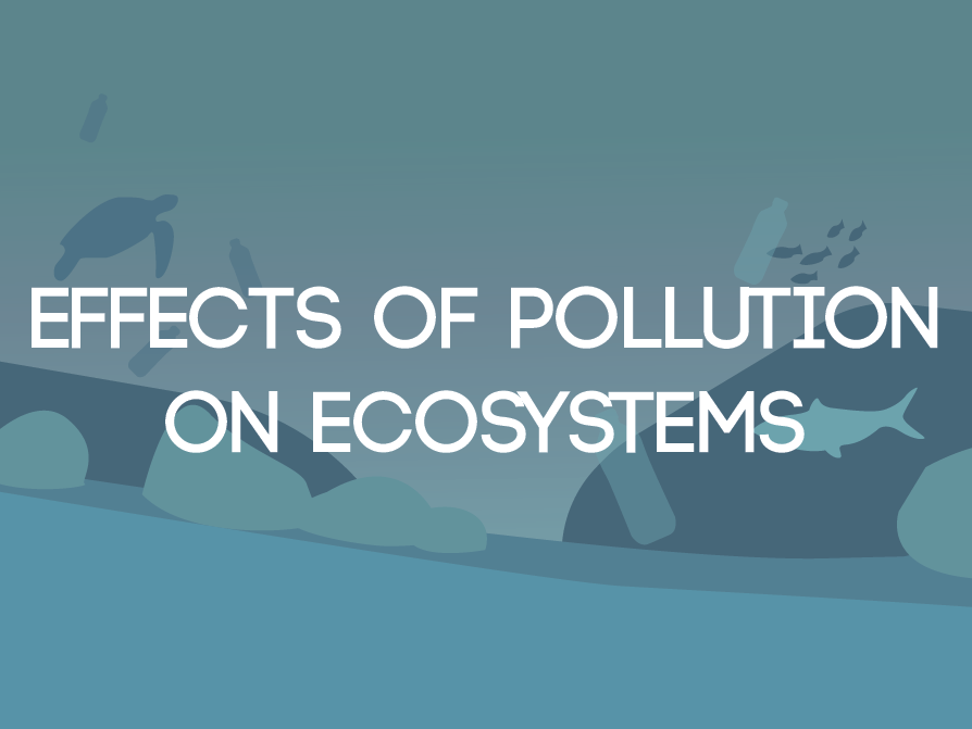 Effects of Pollution on Ecosystems