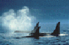 picture of whales