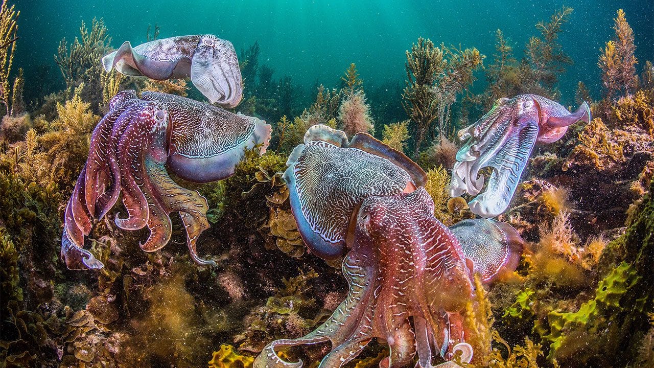 Five giant cuttlefish on an underwater reef