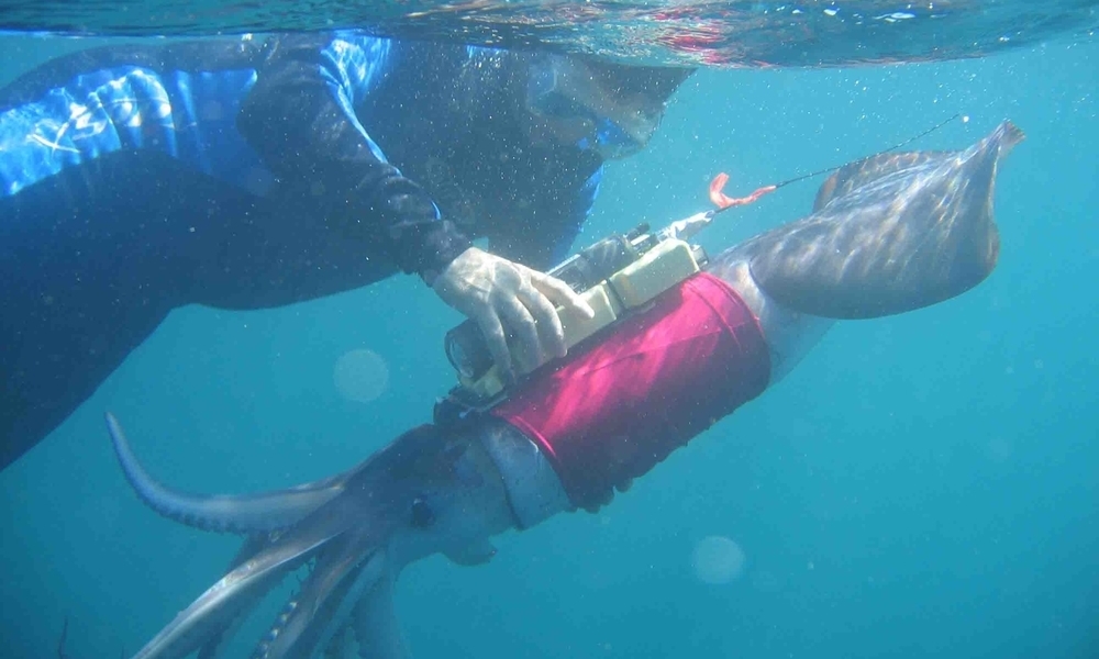 A diver attaching technology to a squid underwater