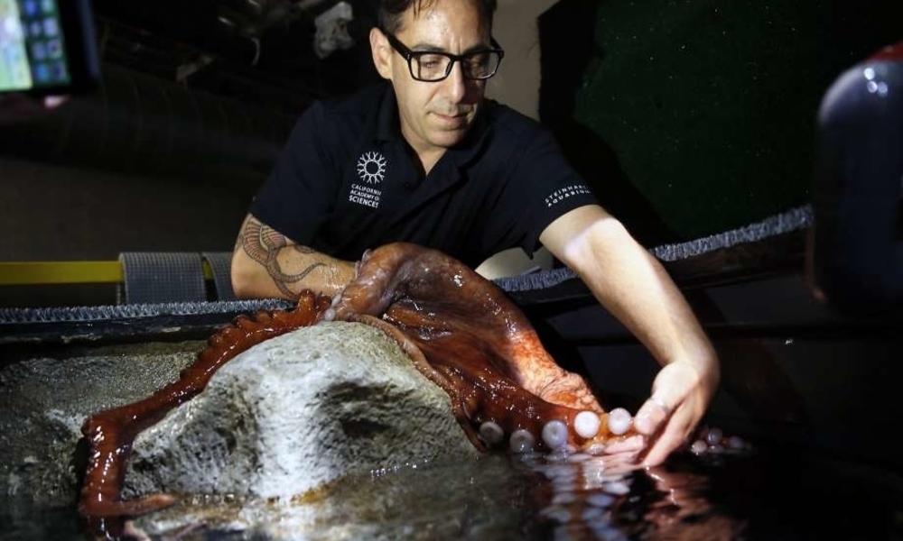 A man with glasses looking concentrated over an aquarium holding the tentacle of an octopus