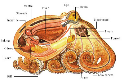 A labelled diagram of the octopus and its body parts and organs