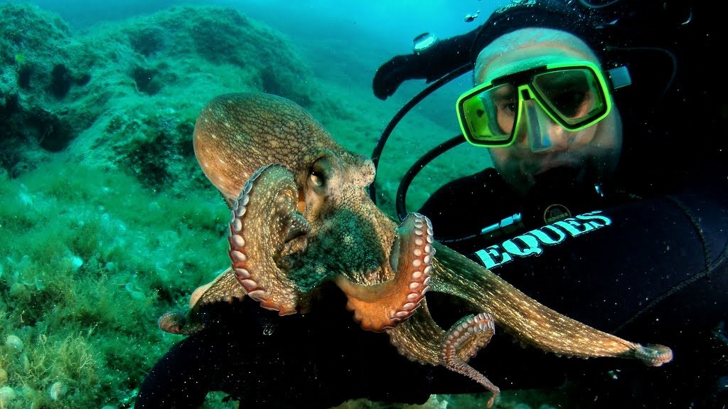 An octopus resting on a diver's hand underwater