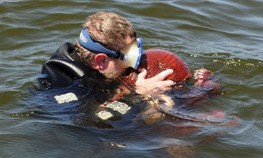A diver floating in the water kissing a red octopus on its mantle