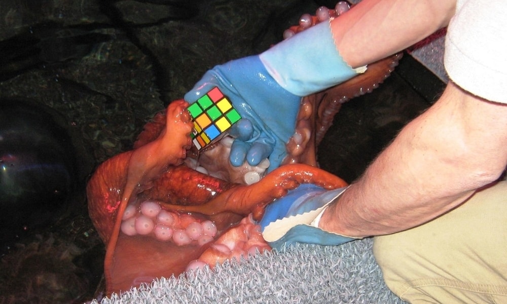 A man wearing gloves giving an octopus reaching out with its tentacle, a Rubik's Cube