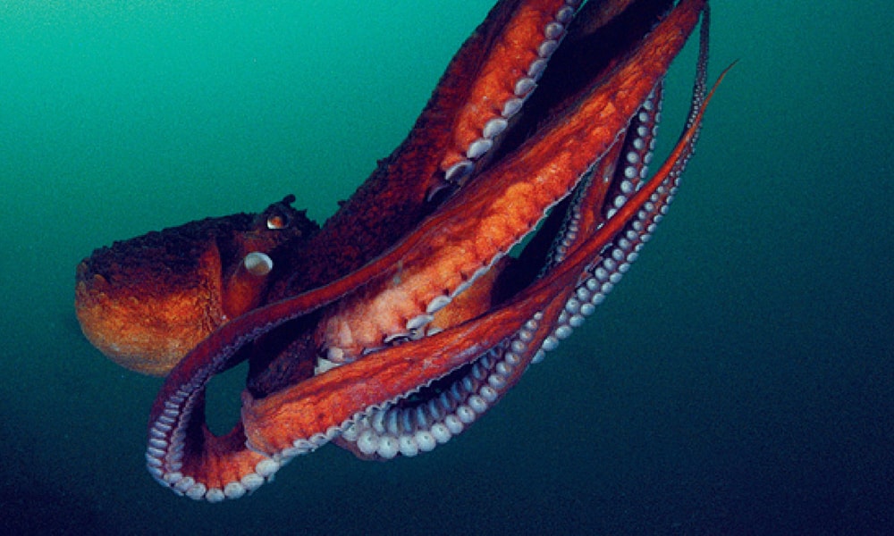A red octopus swimming downward underwater