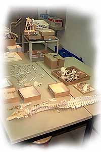 bones in the lab