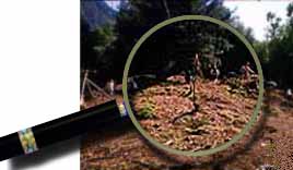 MAGNIFYING GLASS ON MOUND