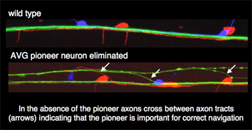 axon guidance defects in the absence of pioneer neurons