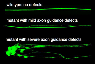 axon guidance defects in mutants