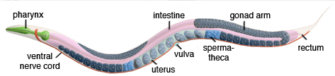 C. elegans anatomy