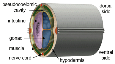 C. elegans anatomy - cross section