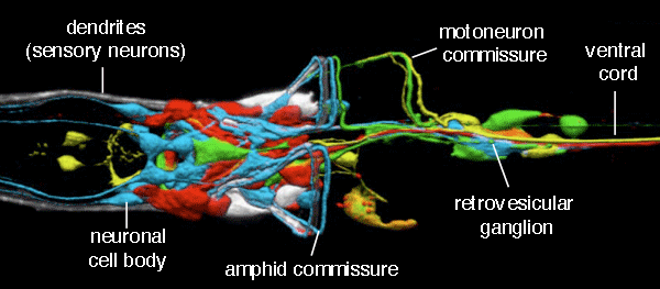 nervous system - head