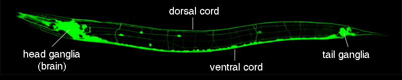 C. elegans nervous system