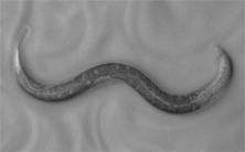 C. elegans