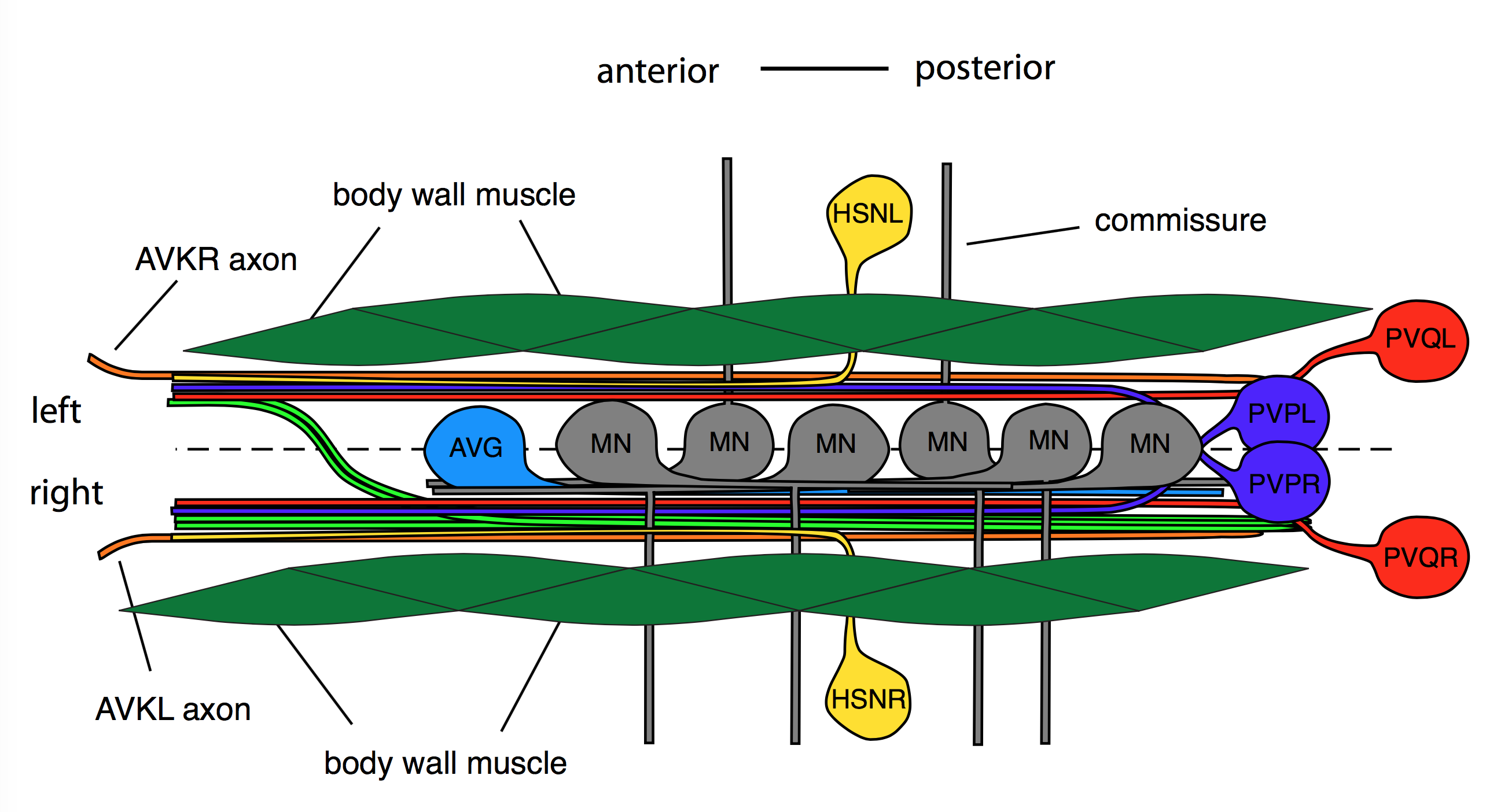 ventral nerve cord