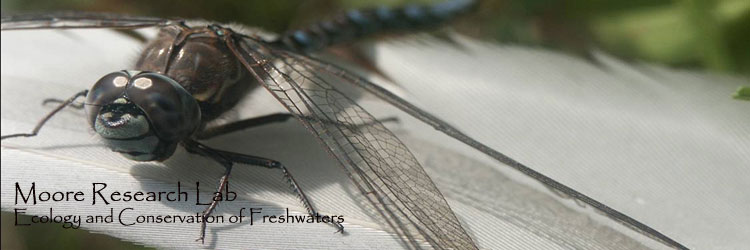 moore dragonfly