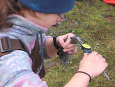 researcher measuring American Dipper tarsus