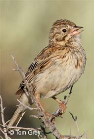 singing male Vesper's sparrow