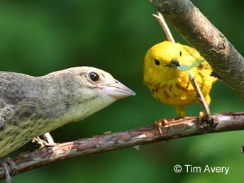 Yellow warbler feeding cowbird fledgling