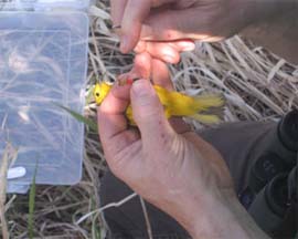 applying bands to a Yellow Warbler