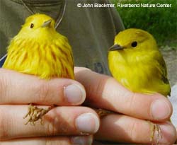 Male and Female Yellow Warblers in the hand