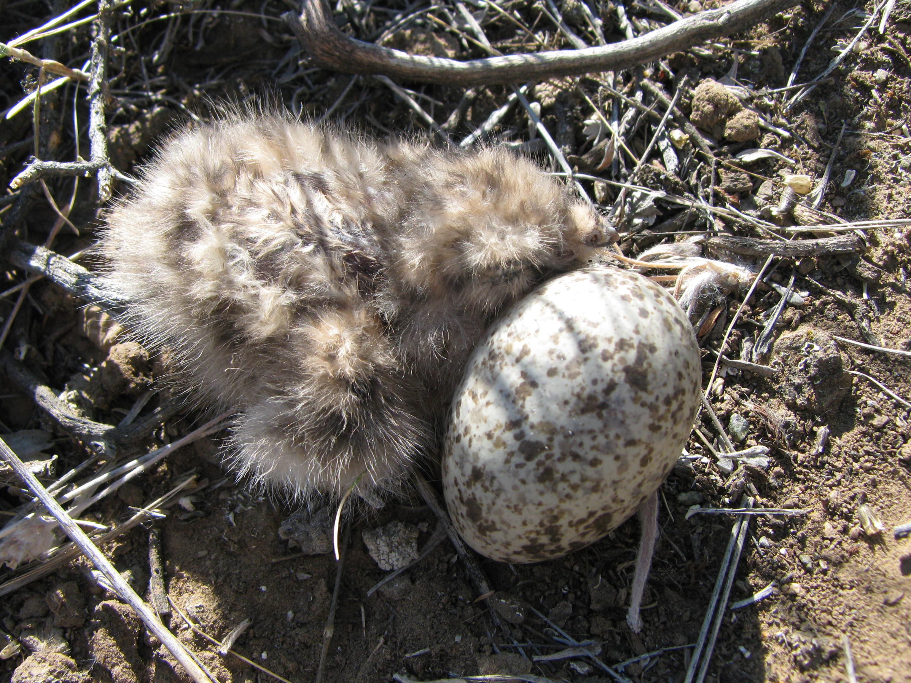 Common Nighthawk Baby