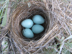CHSP nest