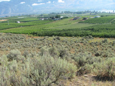 Orchard Edge