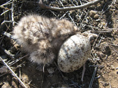 Common Nighthawk Chick