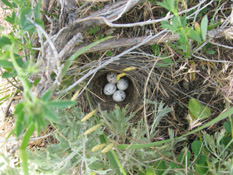 Lark Sparrow nest