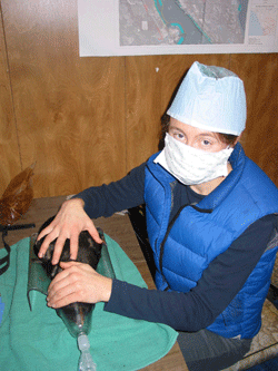 duck on operating table