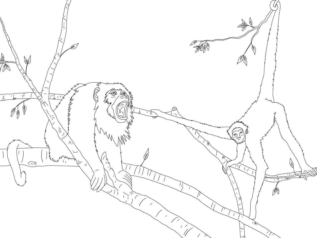 Howler monkey, spider monkey